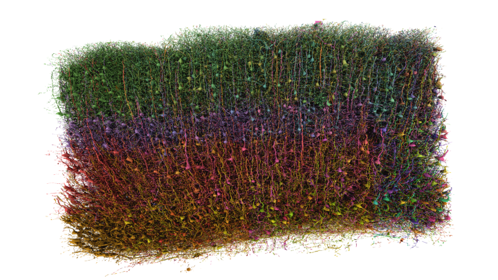 A crowded 3D model of >10,000 brain cells that are organized into layers, which define the color categories.
