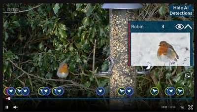 Robin on the feeder